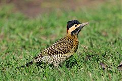 Green-barred Woodpecker